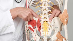 Liječnik na anatomskom modelu pokazuje slabinsku kralježnicu i zdjelicu