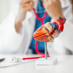 Liječnik u bijeloj kuti drži anatomski model srca