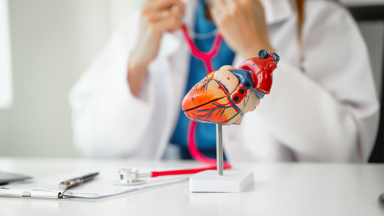 Liječnik u bijeloj kuti drži anatomski model srca